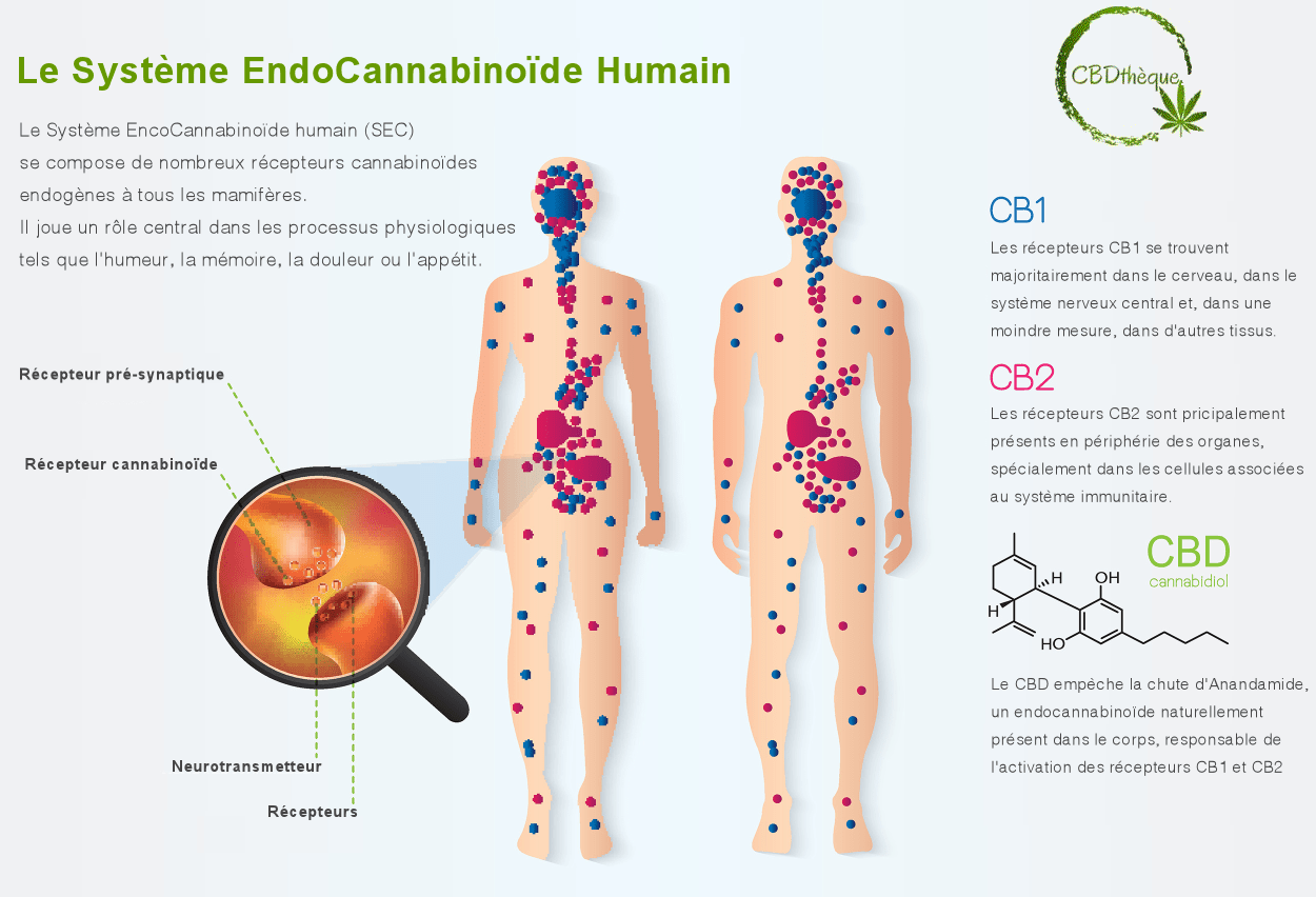 Systeme endocanabinoïde Humain CBDtheque